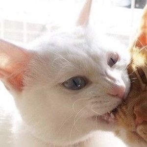 Meet your Posher, Melanie